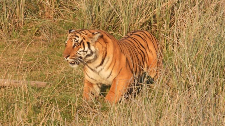 Home corbett safari booking