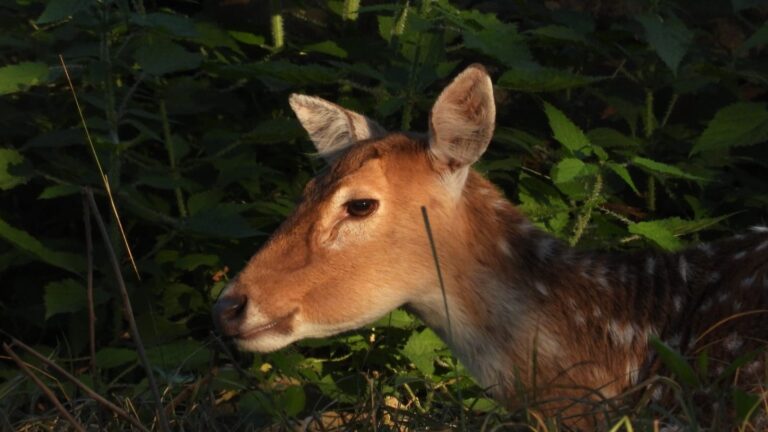 Home IMG-20250714-WA0042