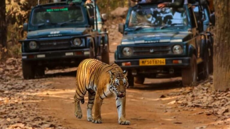 Home Jim Corbett Safari Booking – Official Online Portal