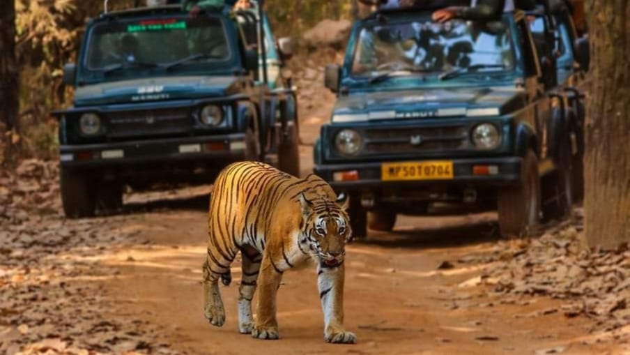 Jim Corbett Safari Booking – Official Online Portal