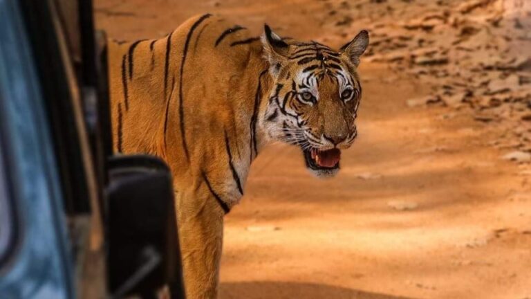 Home jim corbett nartional park