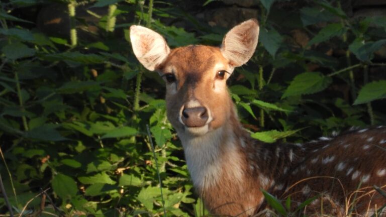 Home IMG-20250714-WA0045