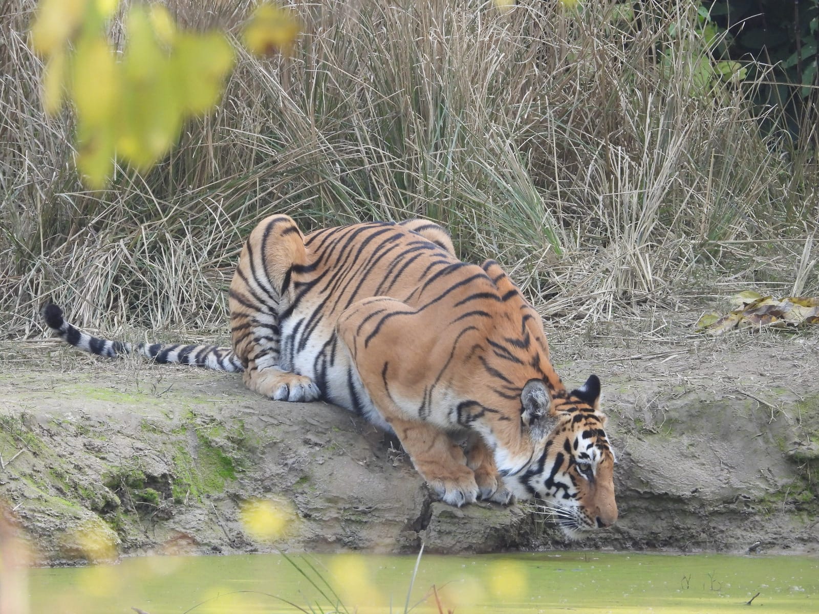 Jim Corbett Safari Booking – Official Online Portal