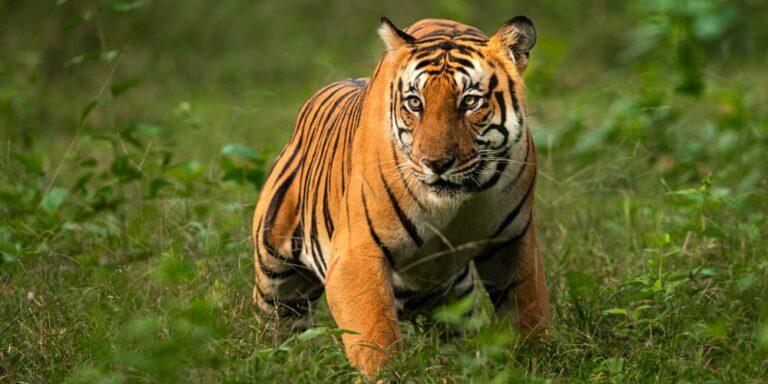 Home Jim Corbett Safari Booking – Official Online Porta