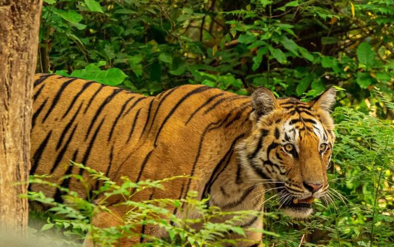 Home jim corbett safari booking / corbett national park / safari booking