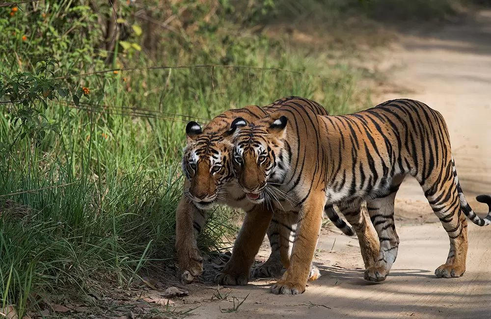 Bijrani Zone Jim Corbett National Park