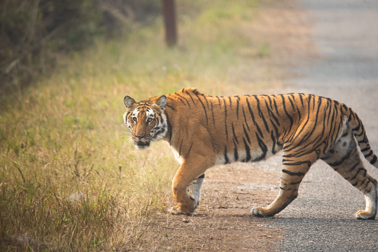 A majestic Bengal tiger walks along a dirt road in the vibrant foliage of Ramnagar, India.