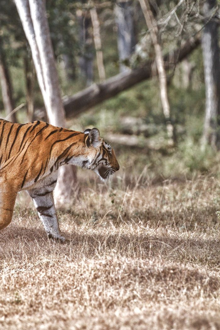 Majestic Bengal tiger walking in the dense forests of India.