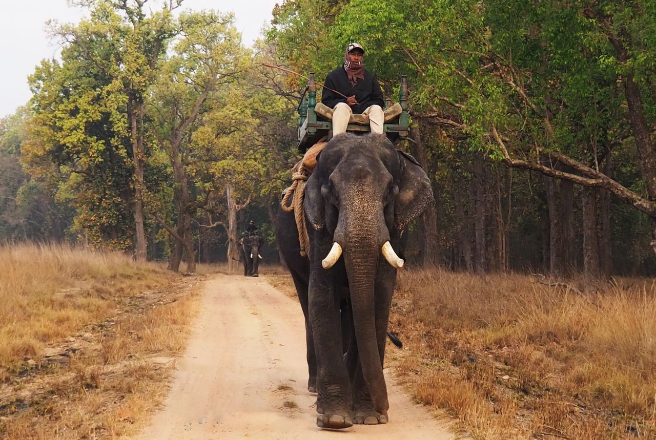 Man riding elephant on dirt road in Kanha National Park, lush forest, India.