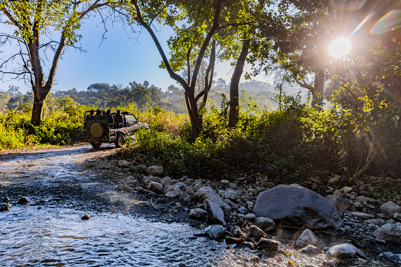 Stunning morning view of a jeep on a safari trail in Uttarakhand, India, surrounded by lush trees and sunlight.