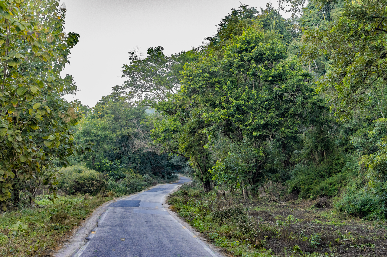 A serene road meanders through dense greenery in Uttarakhand, India.