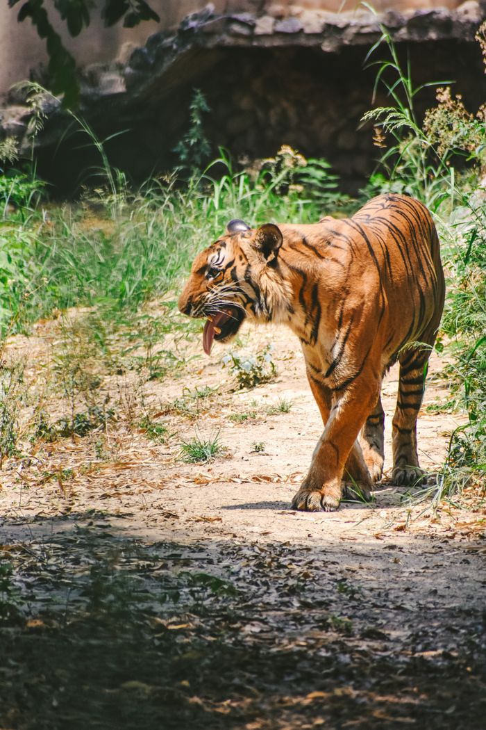 A Bengal tiger (Panthera tigris tigris) walking through lush greenery in its natural habitat.