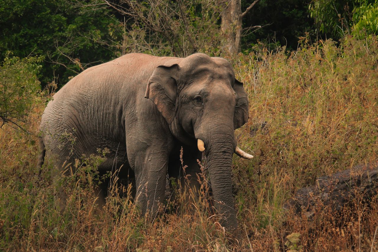 A majestic Asian elephant walking through its natural grassland habitat on a sunny day.
