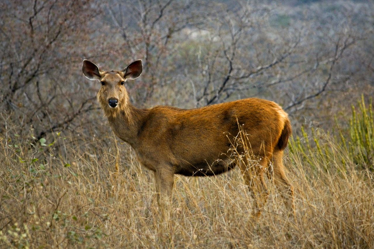 A majestic Sambar deer roaming the dry jungles of Rajasthan, India.