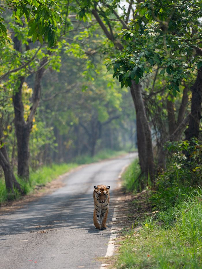 A majestic Bengal tiger strolls down a serene forest road in daylight, surrounded by lush greenery.
