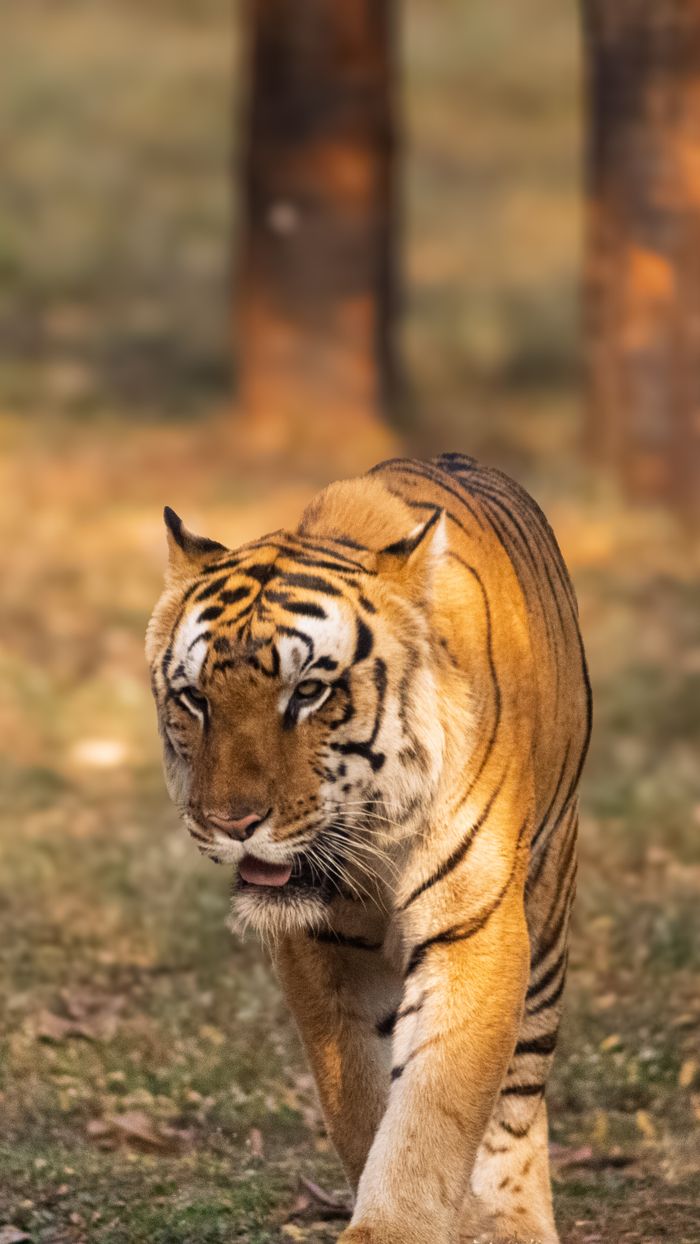 Close-up of a majestic Bengal tiger walking in a natural forest setting.