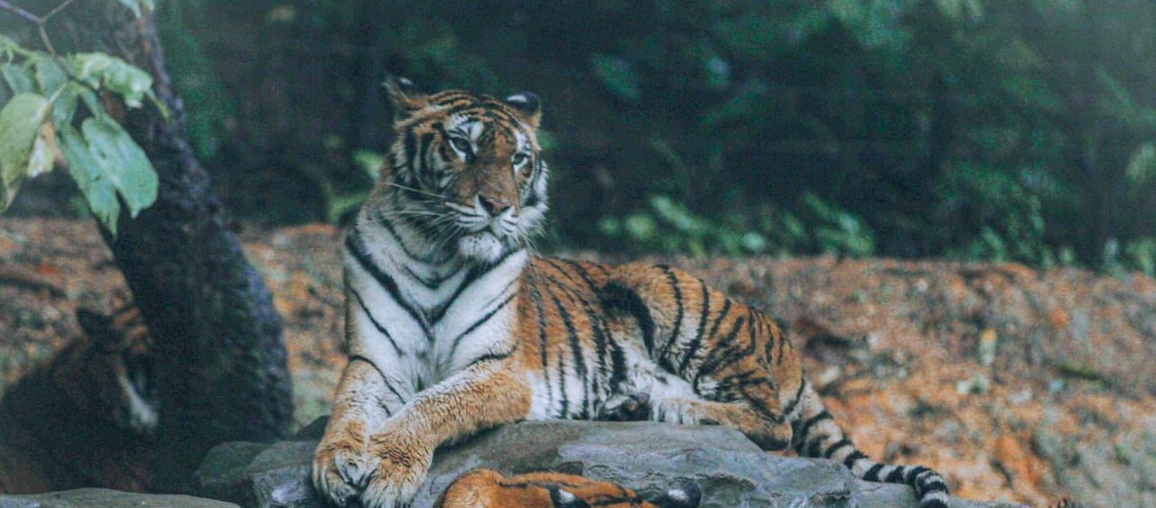 Two Bengal tigers relaxing on a rock amidst lush greenery, portraying wildlife serenity.