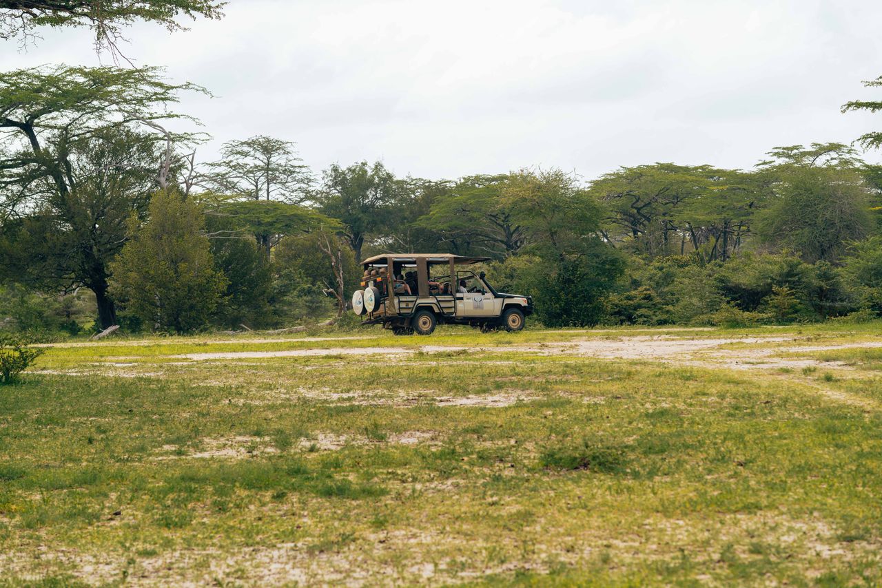 Safari vehicle exploring a lush, open landscape with acacia trees in the background.