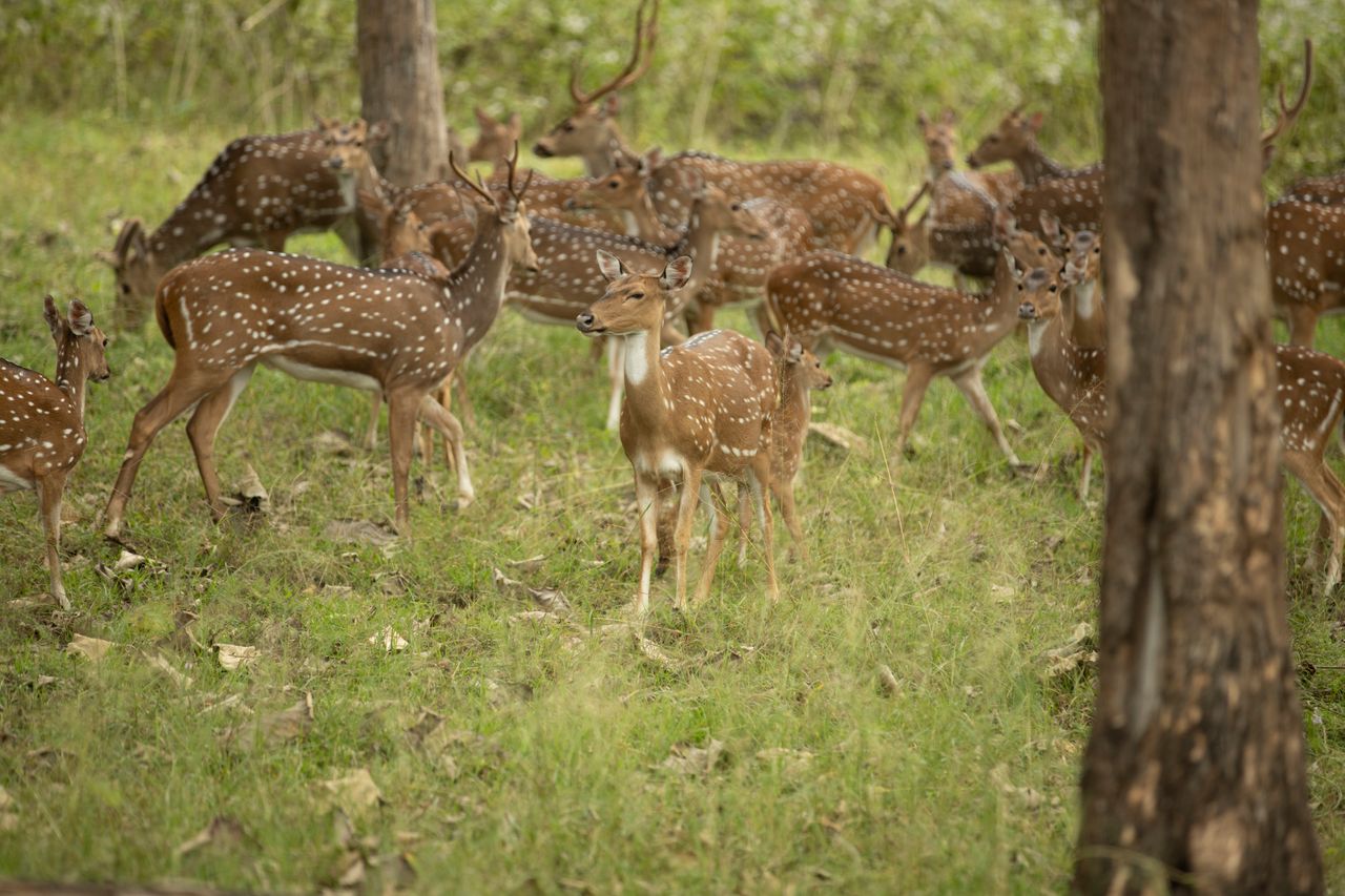 A herd of spotted deer grazing in a lush green forest, showcasing wildlife in natural habitat.
