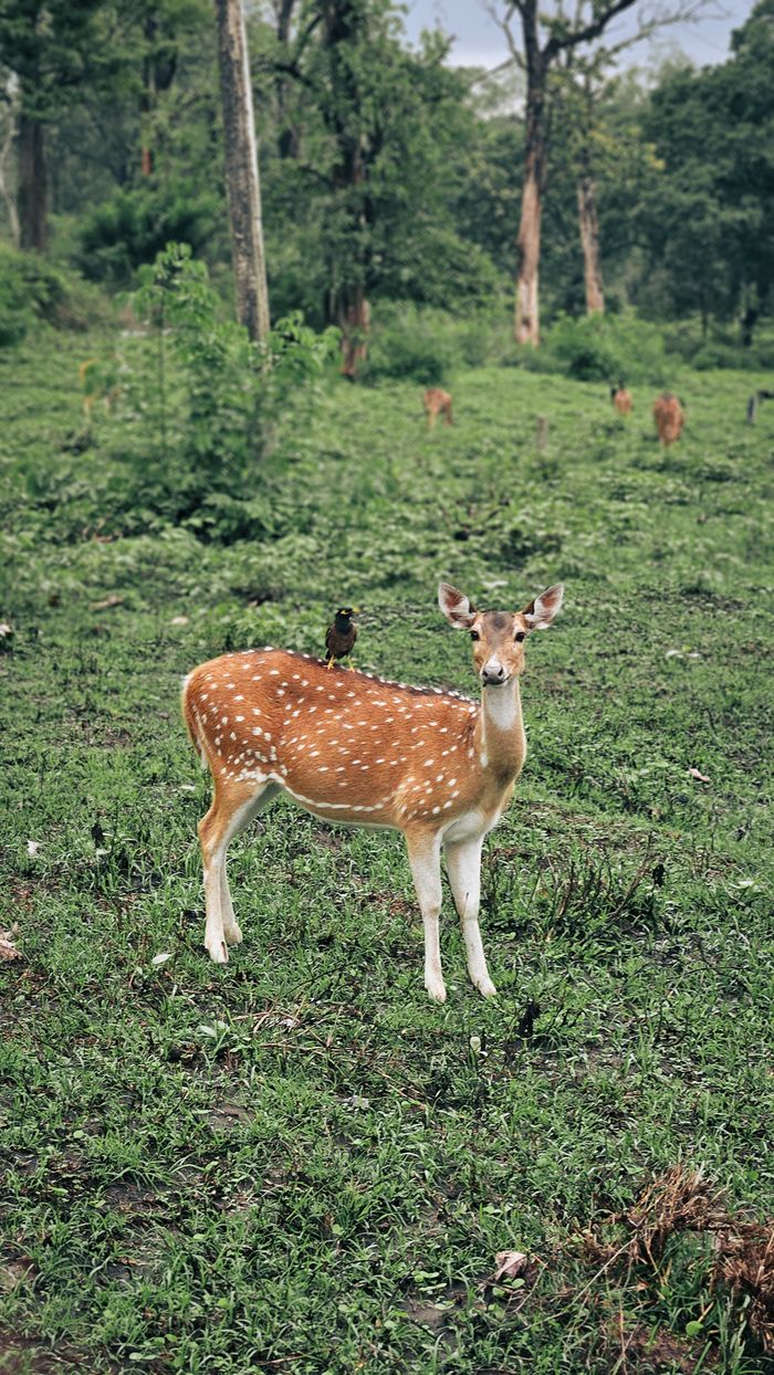 Spotted deer standing in a green forest clearing in Masinagudi, India, showcasing the beauty of wildlife.